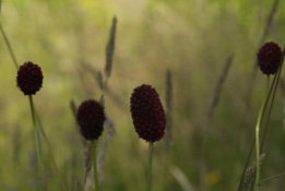 Sanguisorba officinalisGrote pimpernel bestellen